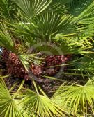 Chamaerops humilis