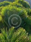 Chamaerops humilis