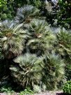 Chamaerops humilis