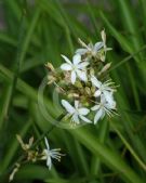 Chlorophytum comosum