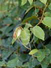 Cissus antarctica