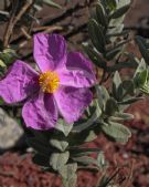 Cistus albidus