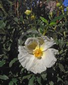 Cistus ladanifer petiolatus Bennett's White