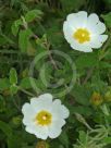 Cistus salviifolius