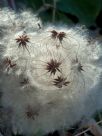 Clematis vitalba