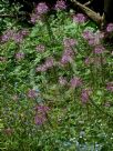 Cleome hassleriana