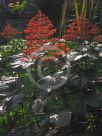 Clerodendrum paniculatum