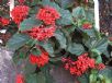 Clerodendrum splendens