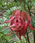 Clianthus puniceus