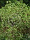 Clianthus puniceus