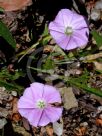 Convolvulus erubescens