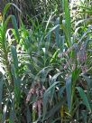 Cordyline stricta