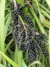 Cordyline stricta