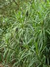 Cordyline stricta