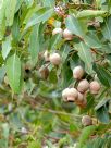 Corymbia calophylla