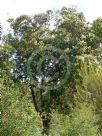 Corymbia calophylla