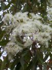 Corymbia gummifera