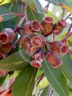 Corymbia gummifera