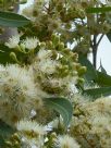 Corymbia intermedia