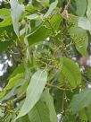 Corymbia torelliana