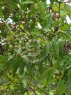 Corymbia torelliana