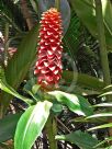 Costus comosus