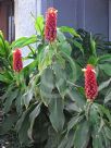 Costus comosus