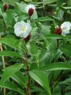 Cheilocostus speciosus