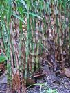 Costus stenophyllus