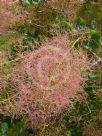 Cotinus coggygria