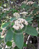 Cotoneaster coriaceus