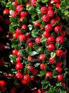 Cotoneaster horizontalis