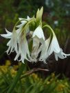 Crinum powellii Album