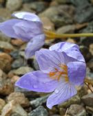 Crocus pulchellus