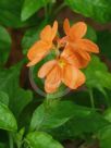 Crossandra infundibuliformis