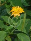 Crossandra infundibuliformis