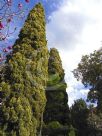 Cupressus sempervirens Swane's Gold