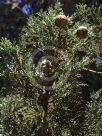 Cupressus sempervirens