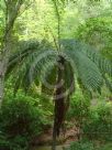 Cyathea medullaris