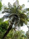 Cyathea medullaris