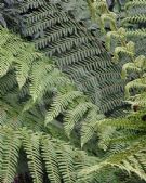 Cyathea smithii