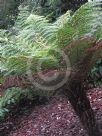 Cyathea smithii