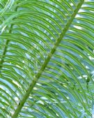 Cycas thouarsii