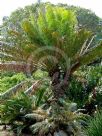 Cycas thouarsii