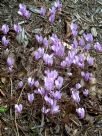 Cyclamen hederifolium