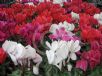 Cyclamen persicum