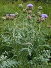 Cynara cardunculus