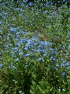 Cynoglossum amabile