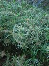 Cyperus involucratus