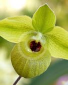 Cypripedium